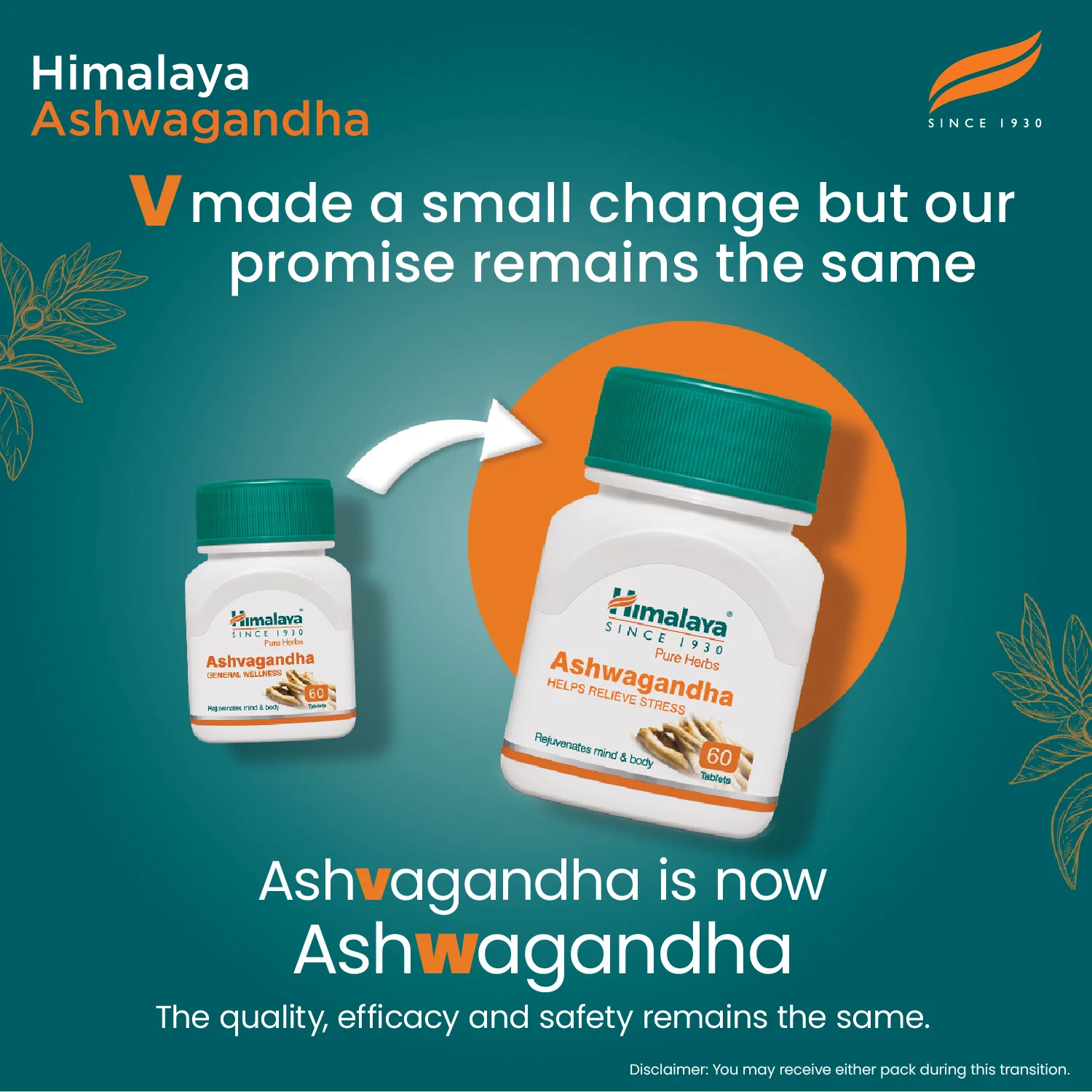 Ashwagandha - Image 4