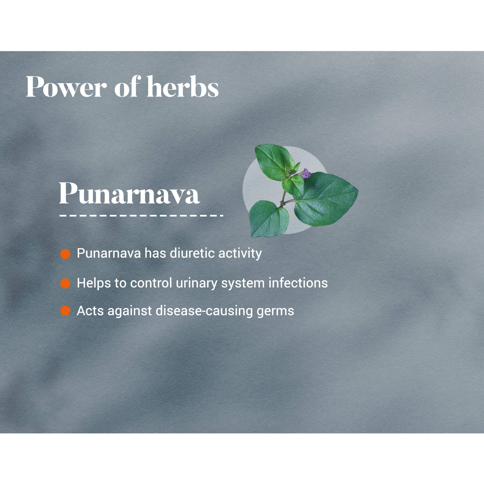 Punarnava - Image 4