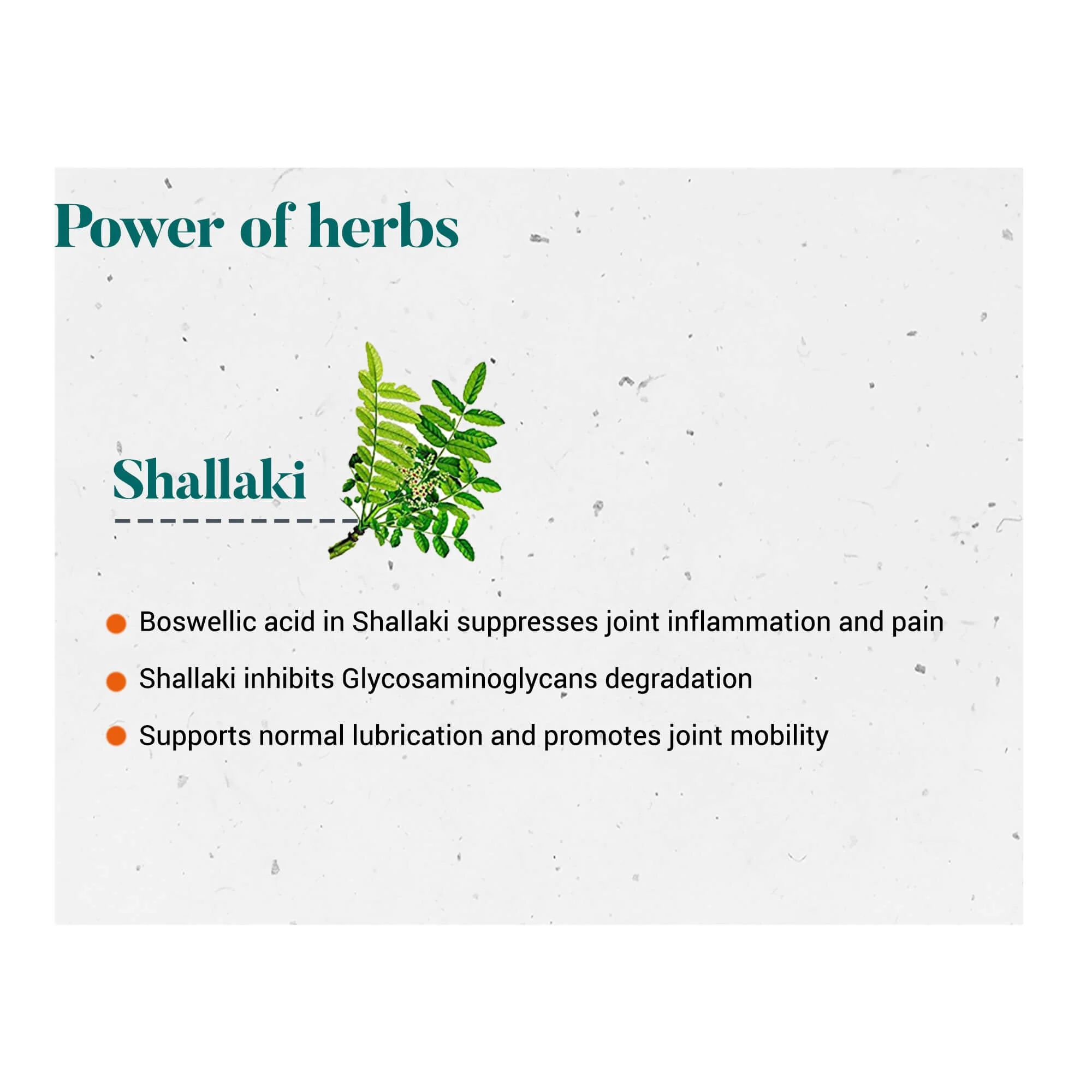 Shallaki - Image 4